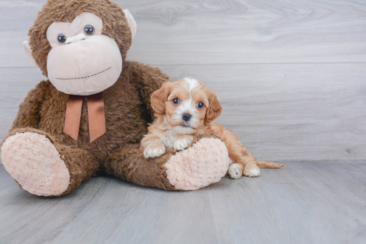 Best Cavapoo Baby