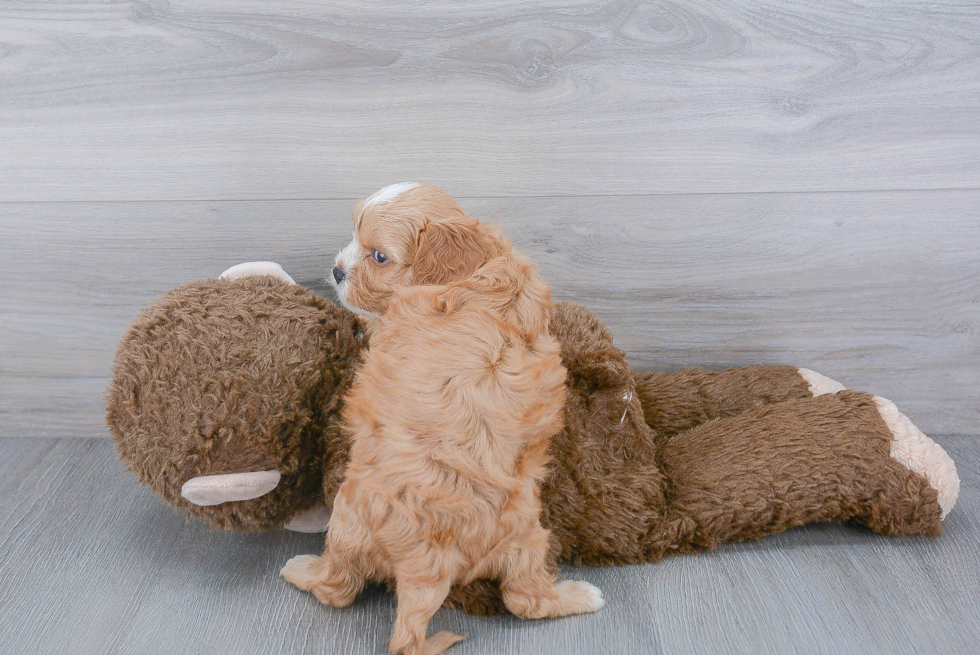 Sweet Cavapoo Baby