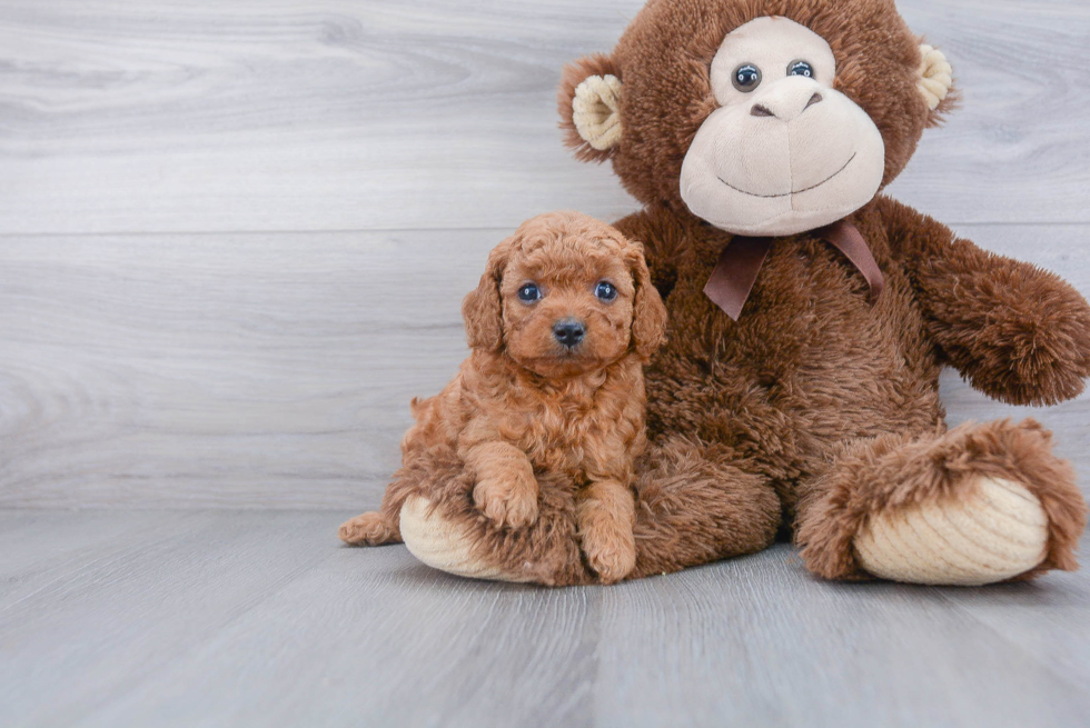 Best Cavapoo Baby