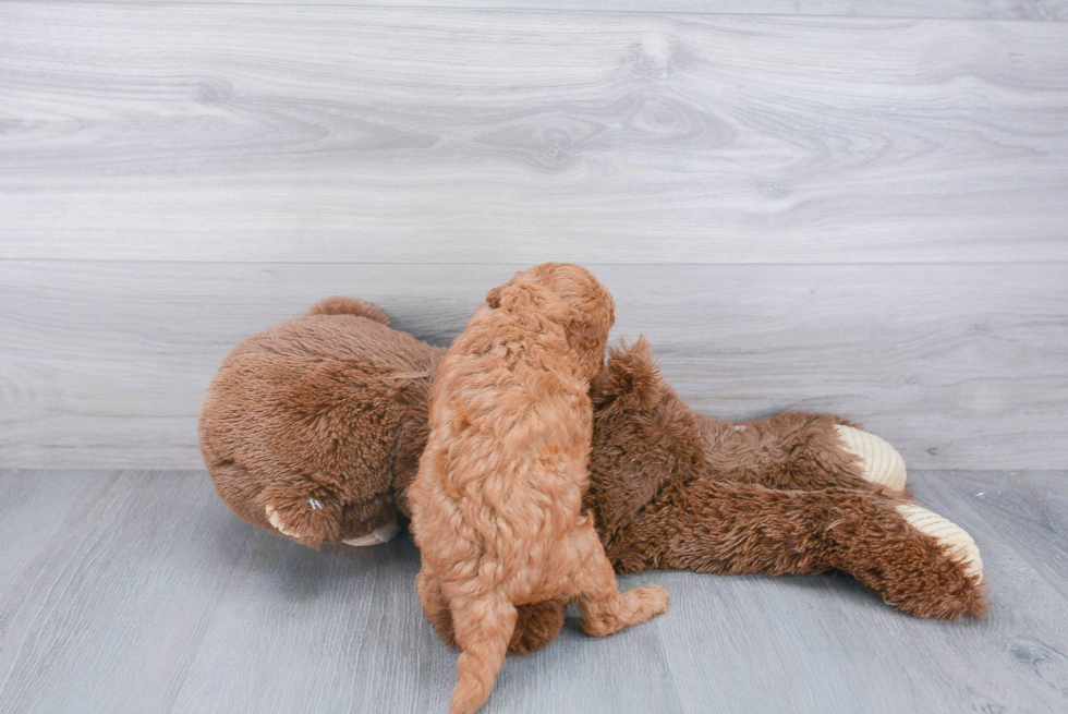 Cavapoo Pup Being Cute