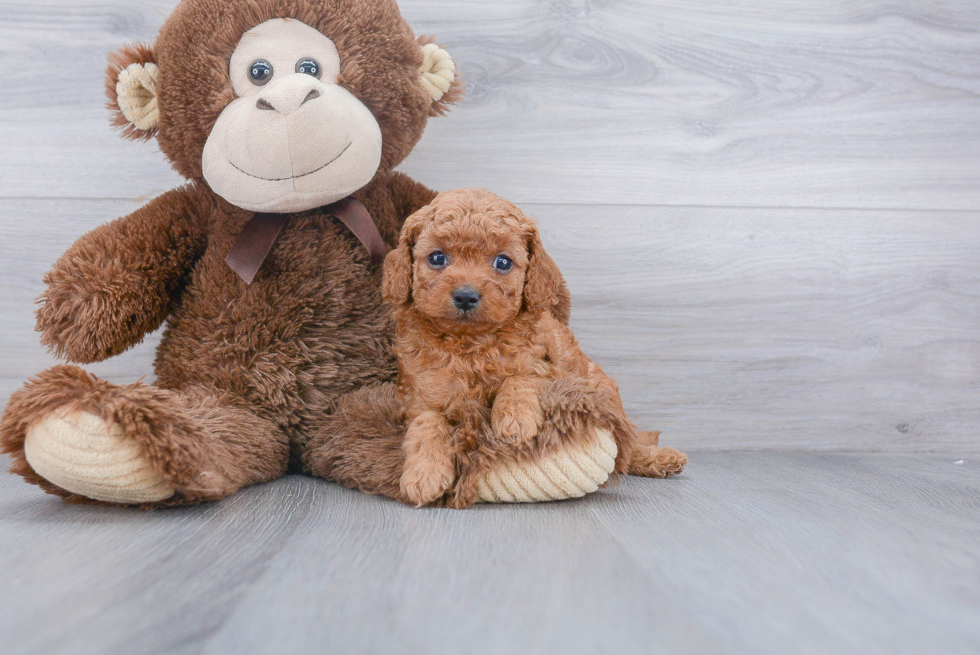 Cavapoo Puppy for Adoption