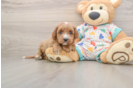 Cavapoo Puppy for Adoption