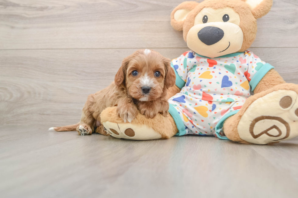 Cavapoo Puppy for Adoption