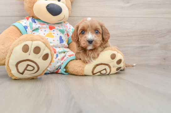 Little Cavipoo Poodle Mix Puppy