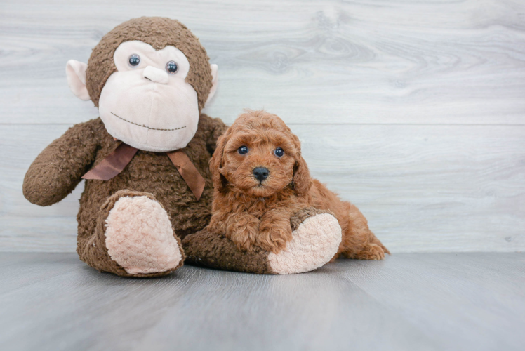 Cavapoo Puppy for Adoption