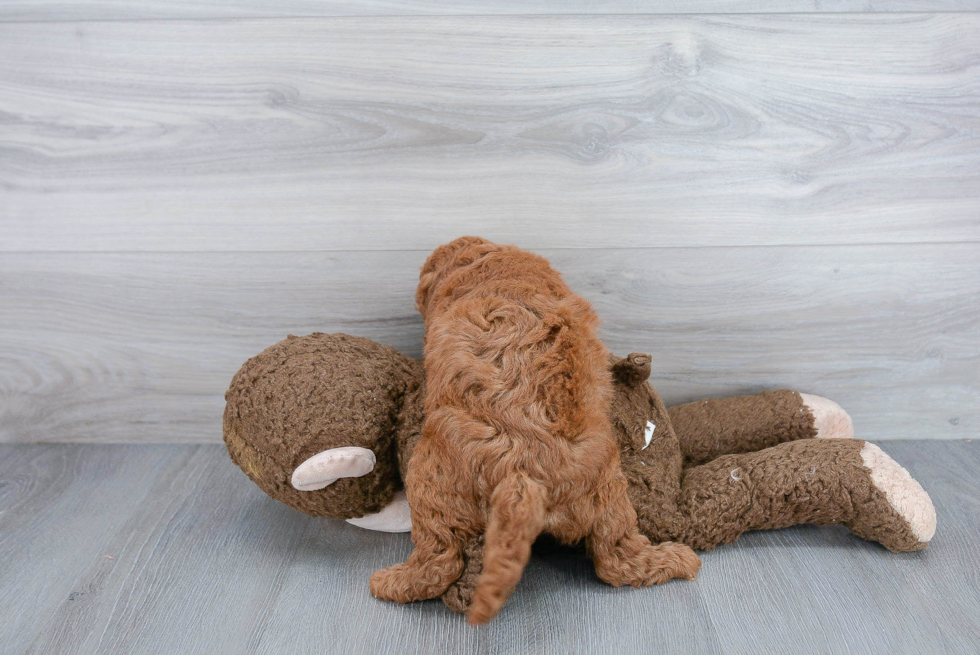 Cavapoo Puppy for Adoption