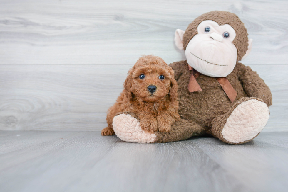 Cavapoo Pup Being Cute