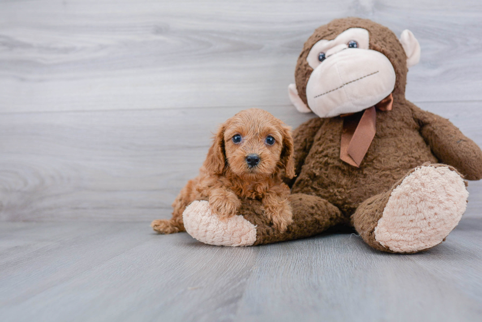 Best Cavapoo Baby