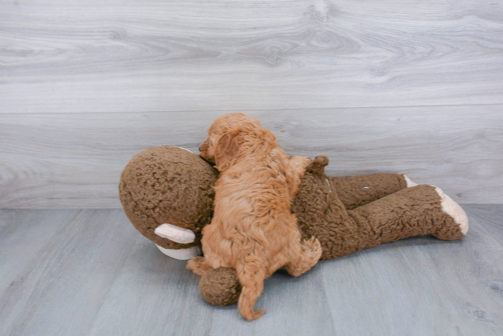 Cavapoo Pup Being Cute