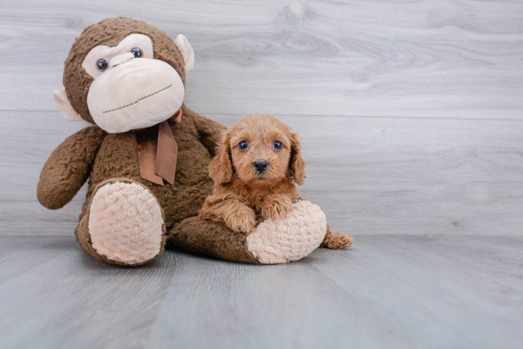 Little Cavoodle Poodle Mix Puppy