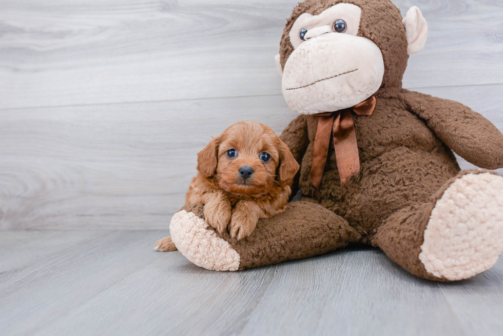 Adorable Cavoodle Poodle Mix Puppy