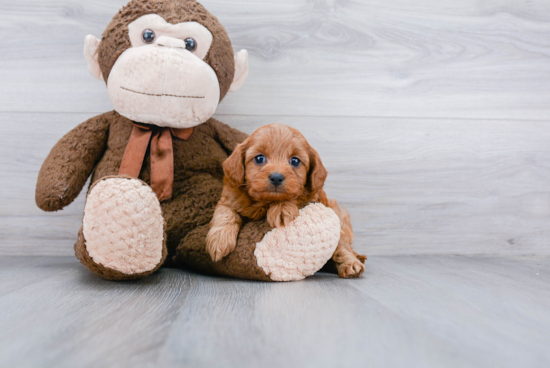 Popular Cavapoo Poodle Mix Pup