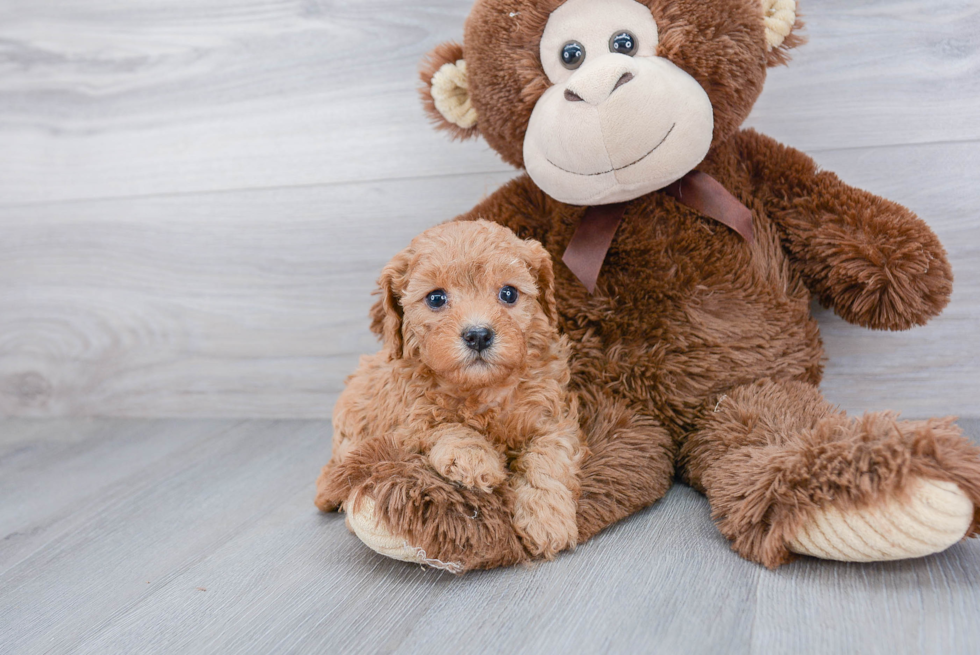 Friendly Cavapoo Baby