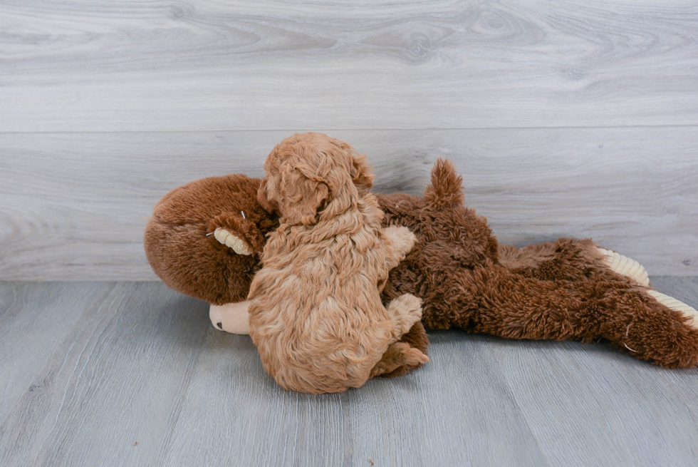 Happy Cavapoo Baby