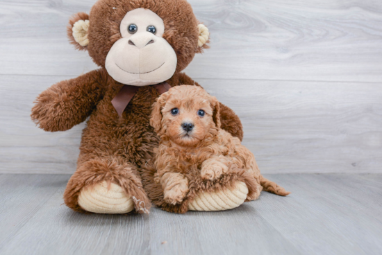 Petite Cavapoo Poodle Mix Pup