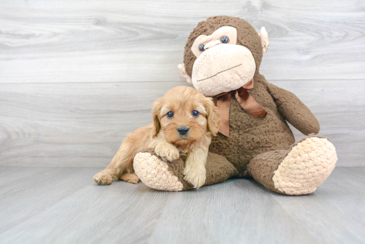 Little Cavoodle Poodle Mix Puppy