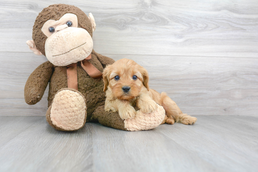 Hypoallergenic Cavoodle Poodle Mix Puppy