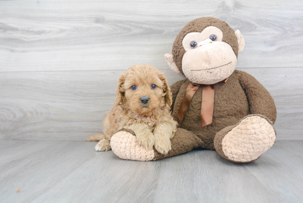 Small Cavapoo Baby