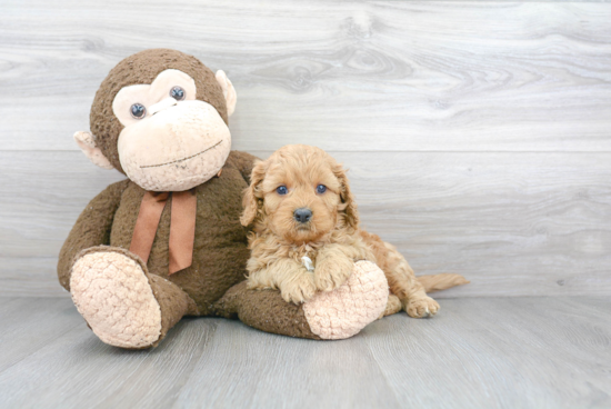 Cavapoo Puppy for Adoption