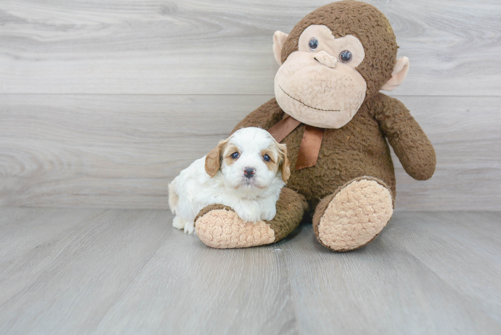 Sweet Cavapoo Baby