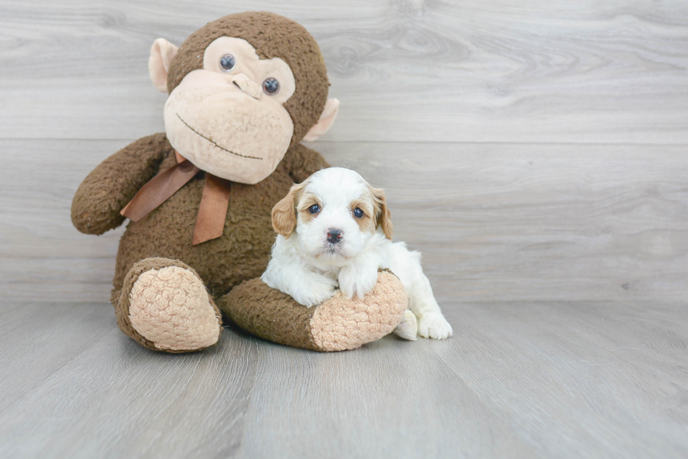 Playful Cavoodle Poodle Mix Puppy