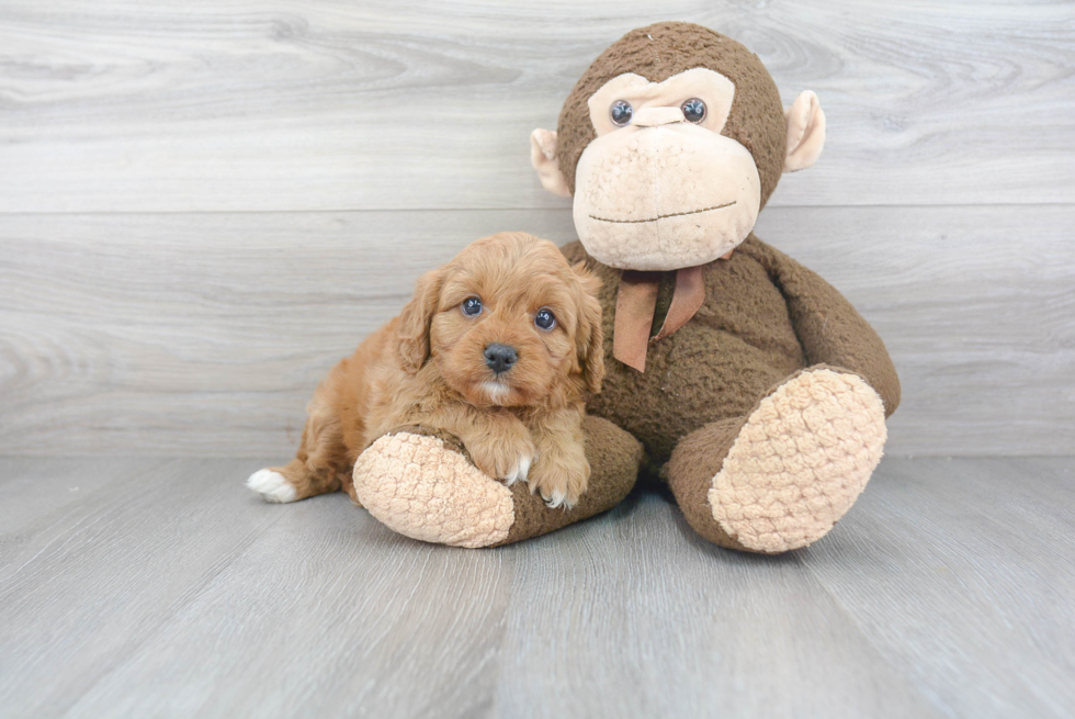 Friendly Cavapoo Baby