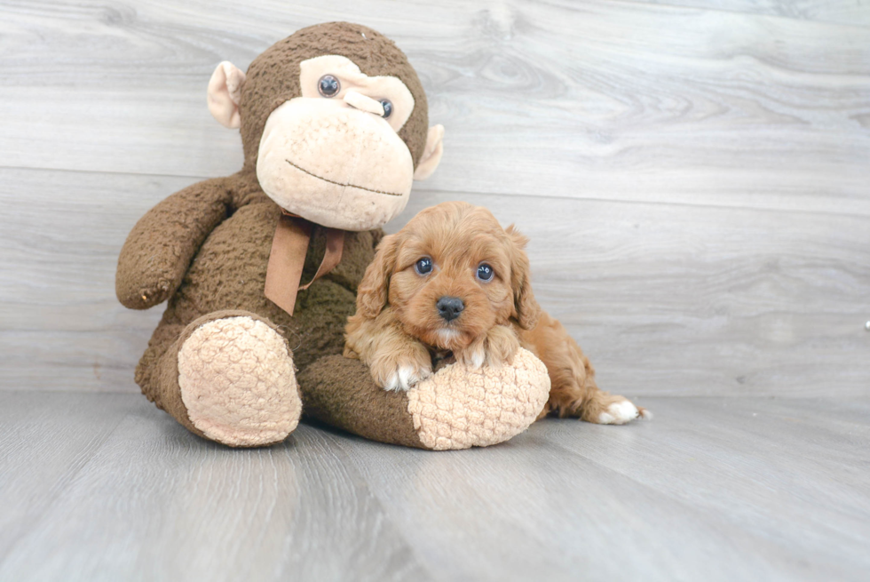 Cute Cavapoo Baby