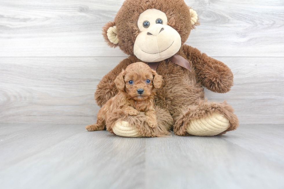 Cavapoo Puppy for Adoption