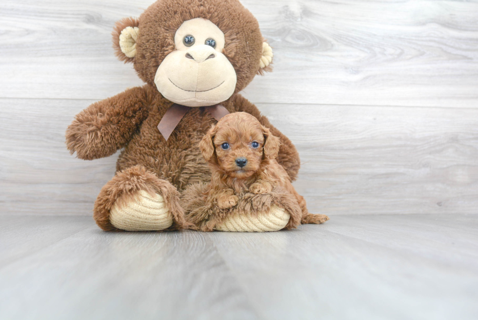 Little Cavoodle Poodle Mix Puppy