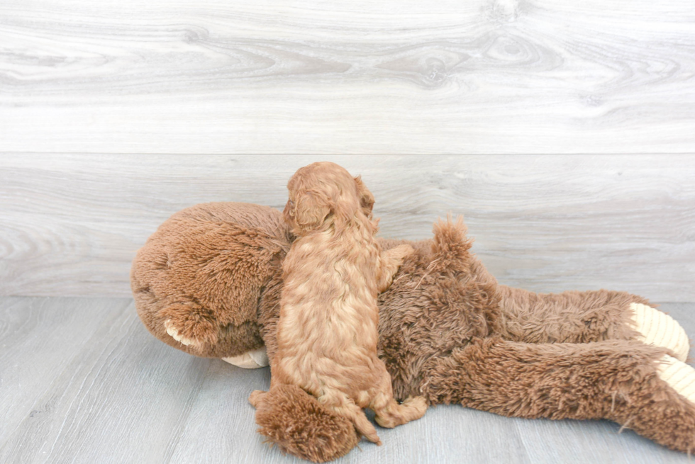 Cavapoo Pup Being Cute