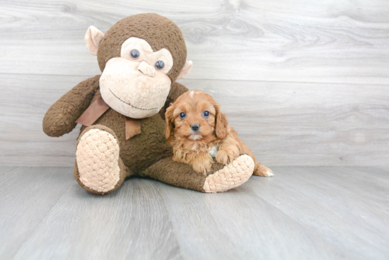 Popular Cavapoo Poodle Mix Pup