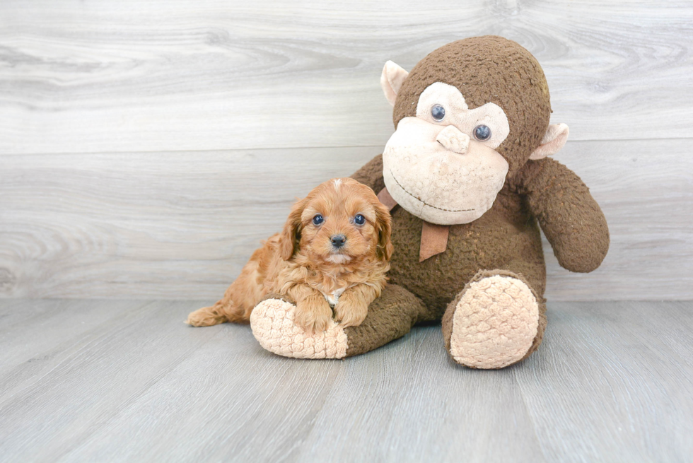 Petite Cavapoo Poodle Mix Pup