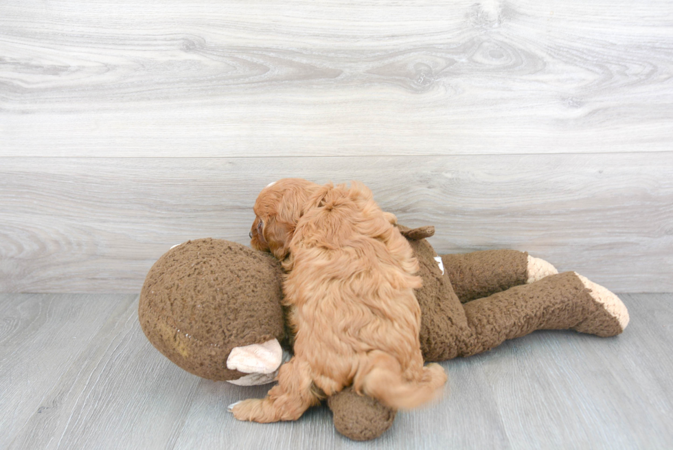 Best Cavapoo Baby