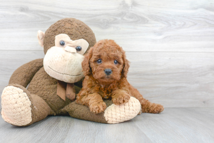 Best Cavapoo Baby