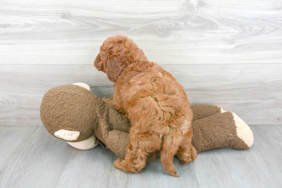 Popular Cavapoo Poodle Mix Pup