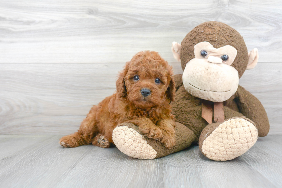 Adorable Cavoodle Poodle Mix Puppy