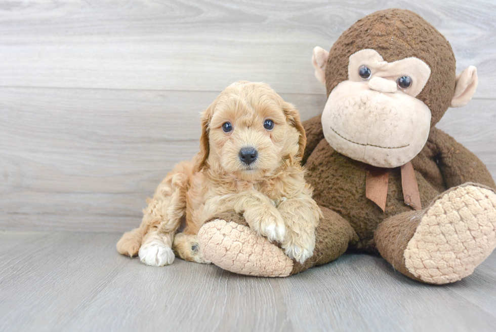 Playful Cavoodle Poodle Mix Puppy