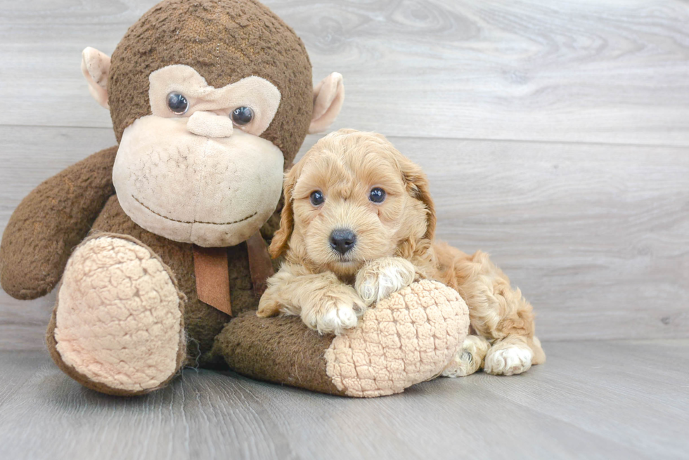 Best Cavapoo Baby