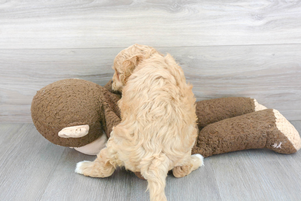 Sweet Cavapoo Baby