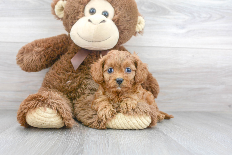 Fluffy Cavapoo Poodle Mix Pup