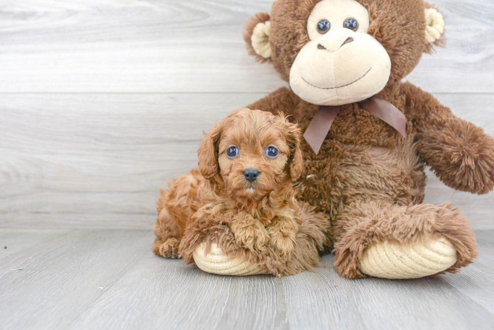 Sweet Cavapoo Baby