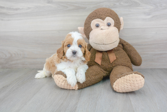 Cavapoo Puppy for Adoption