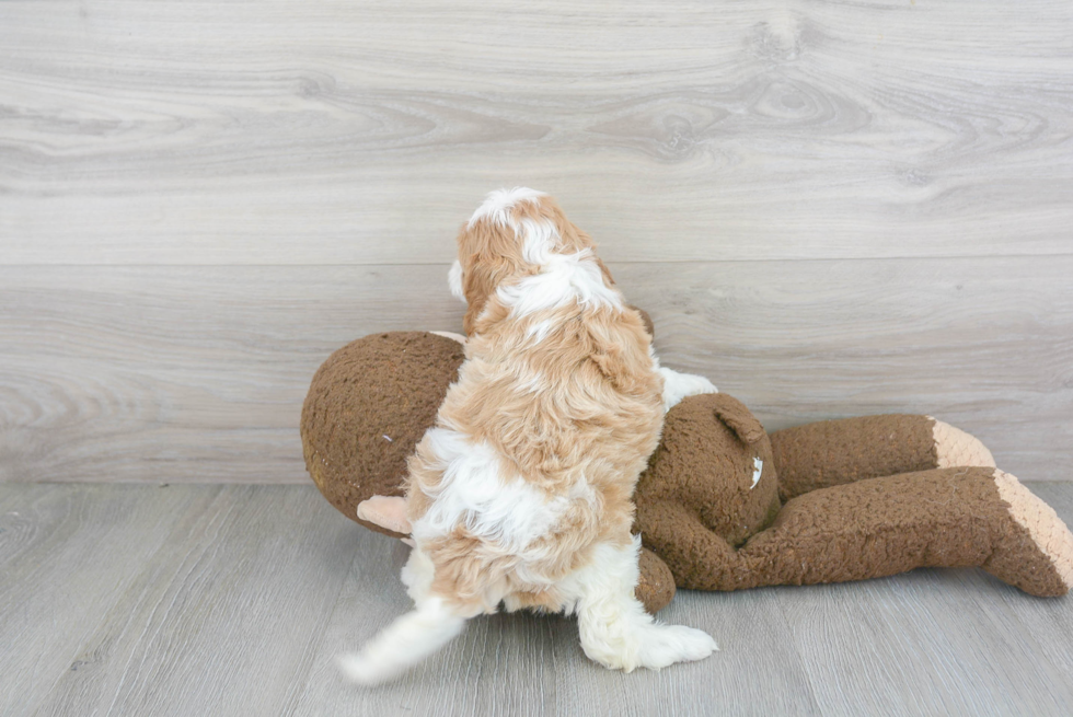 Sweet Cavapoo Baby