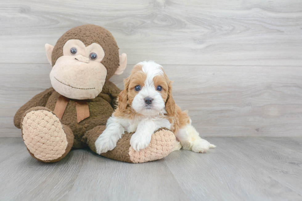 Cute Cavapoo Baby