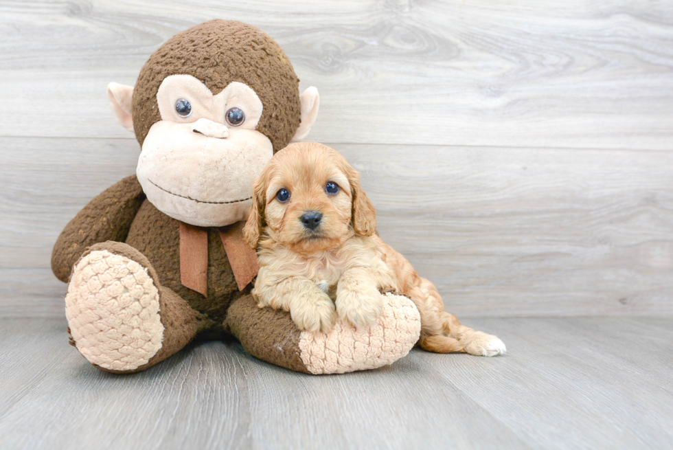 Happy Cavapoo Baby