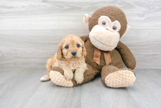 Cavapoo Puppy for Adoption