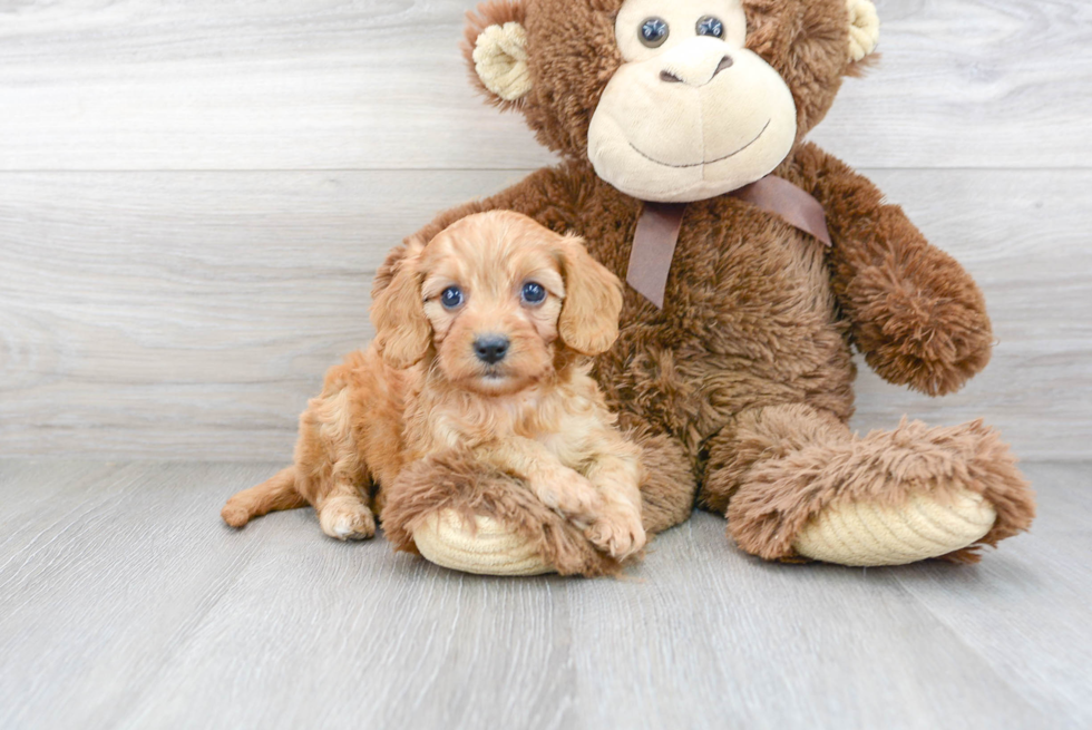 Smart Cavapoo Poodle Mix Pup