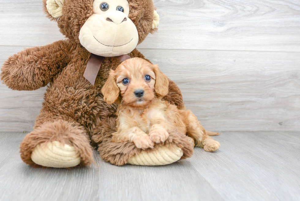 Energetic Cavoodle Poodle Mix Puppy