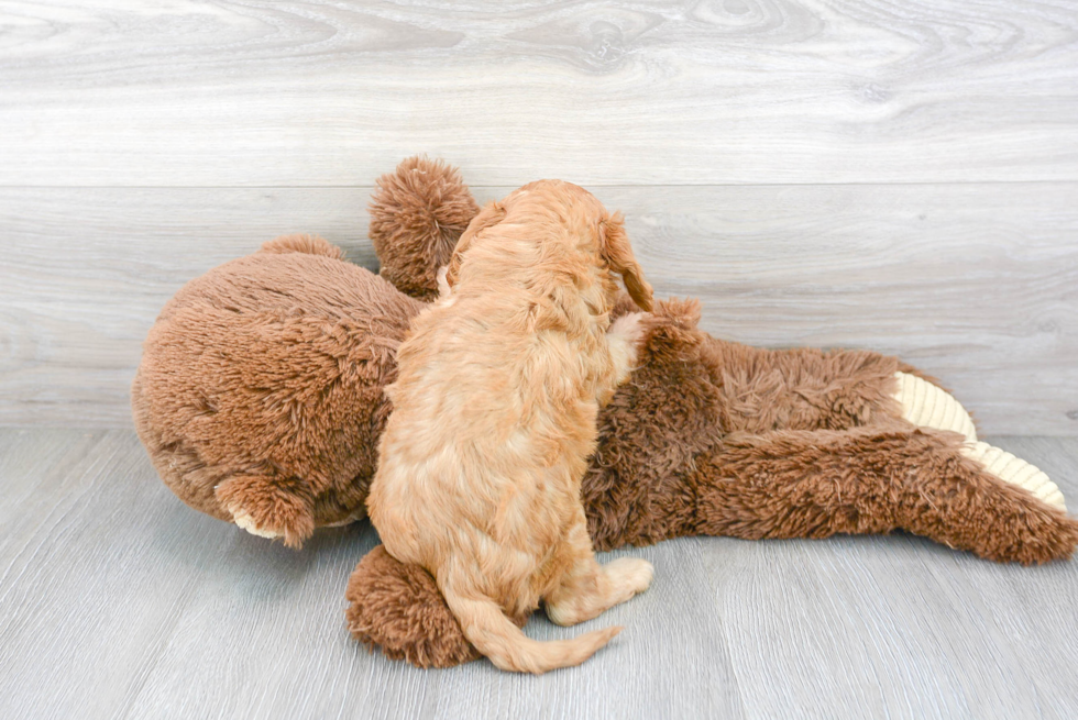 Happy Cavapoo Baby