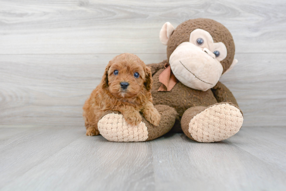 Energetic Cavoodle Poodle Mix Puppy